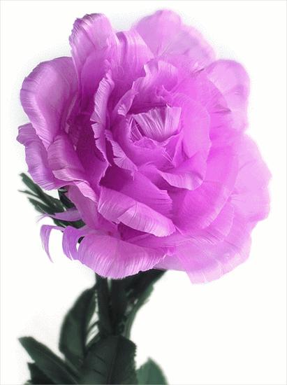 gify róże - roza animation kolorowe zmieniajaca kolor25.gif