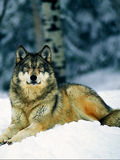 zwierzęta - wolf_jnnep9ro.jpg