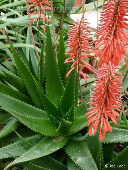 aloes - mzimbana.jpeg