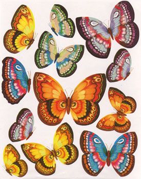 Obrazki Motyle - Borbo 19.jpg