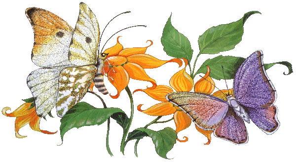 Motyle - Motyle 008.gif