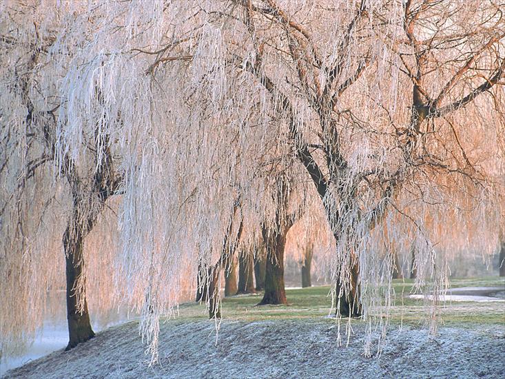 Zimowe - Ice-covered Willow Trees - 1600x1200 - ID 43740.jpg