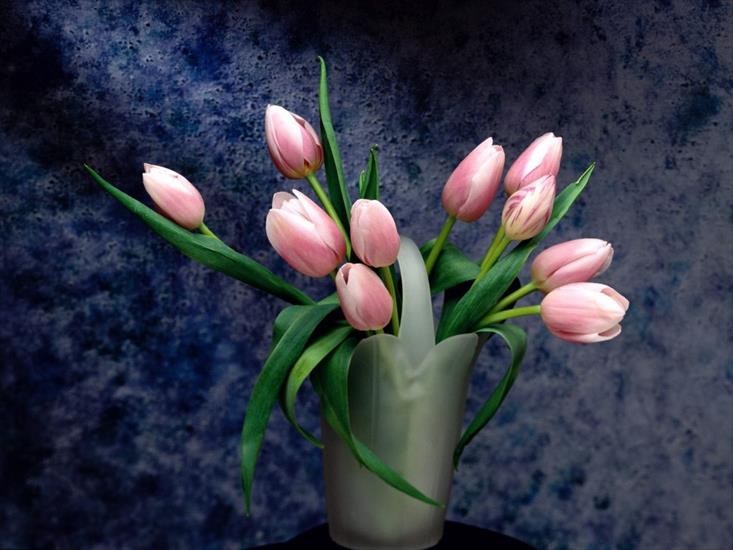 Moje ulubione tapety i wygaszacze - tulipany.jpg