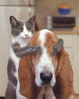 zwierzęta - przyjaźń kot pies..jpg