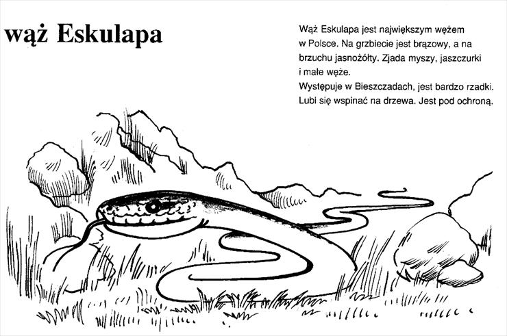 kolorowanki - wąż Eskulapa0001.tif